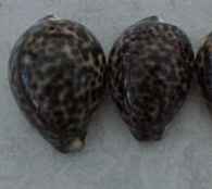 Cowrie Shells, Tiger